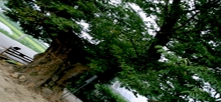 아담한 오룡리의 수호신 둥구나무, 변모하는 우금치