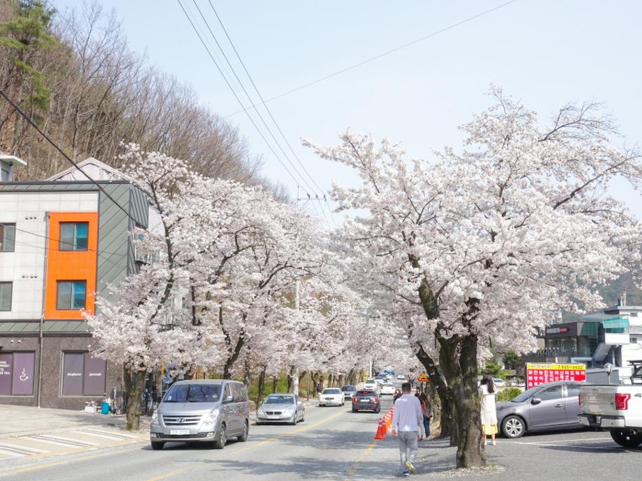계룡산 벚꽃축제1
