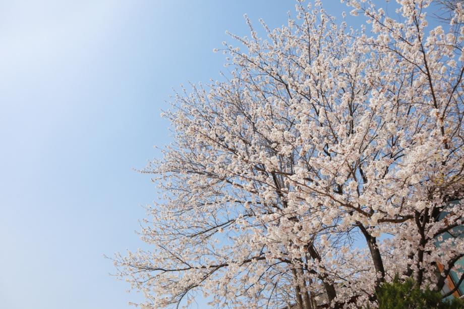 계룡산 벚꽃축제2